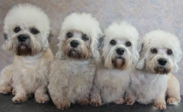 Dandie Dinmont Terrier courtesy Cathi Tower Chriscaden