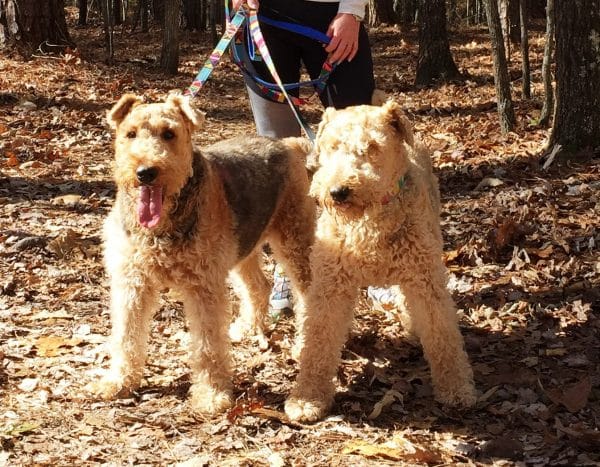 Airedale Terrier courtesy Tanya Pictor