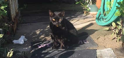 black cat at my door