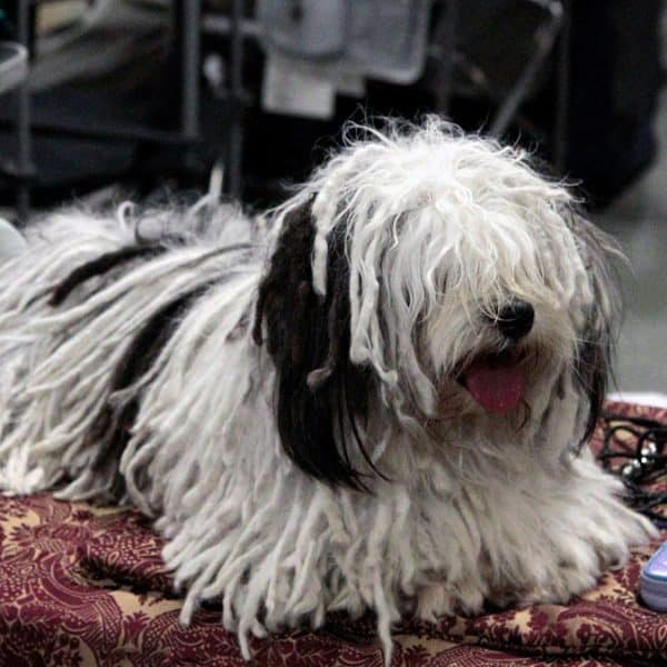 dreadlock sheepdog