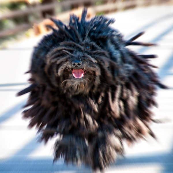 black mop dog