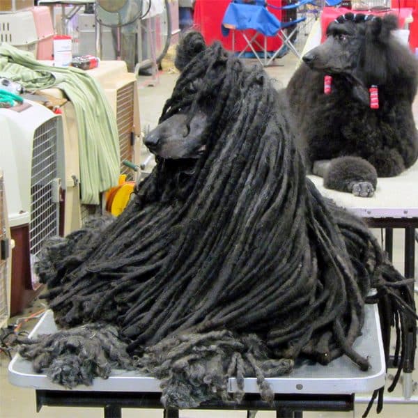 Dogs with Dreads A Survey of Mop Dog Breeds