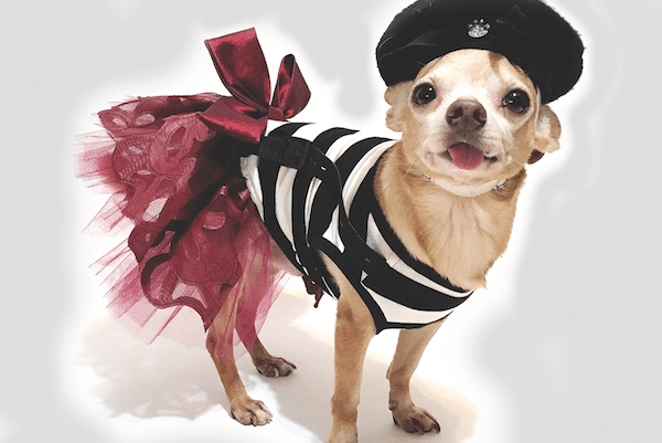 Photo courtesy Lola Couture d’Chiens.