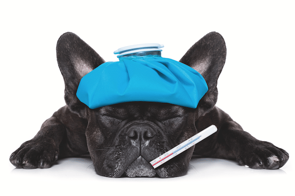 A sick dog with an ice pack on this head and a thermometer in his mouth.