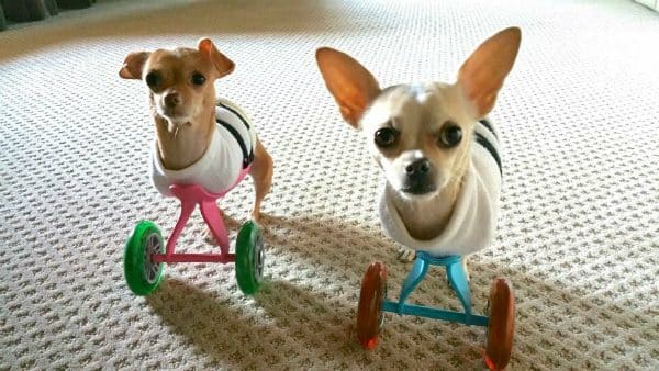 Kanga and Roo get rolling. (Courtesy Therese Vu)
