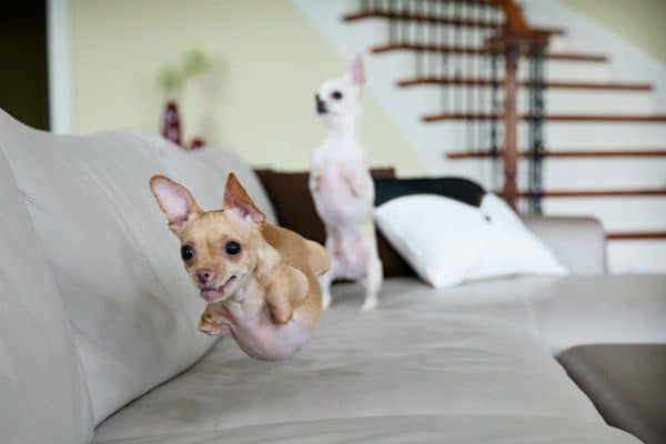 Roo is now so fast she's flying! (Courtesy Therese Vu, photo by Leesia Teh)