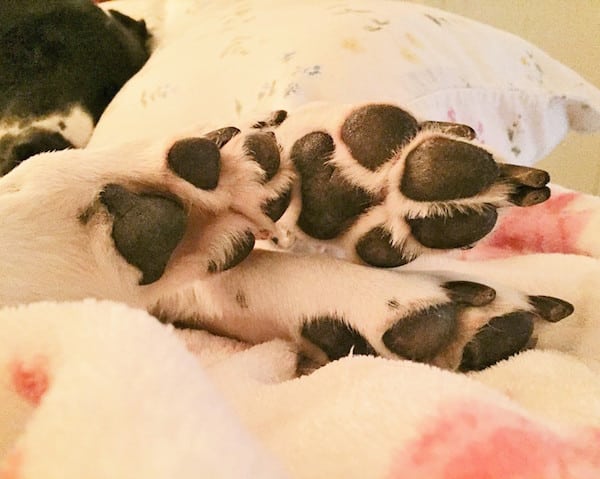 My dog Trucker's toes. (Photo by Tracy Ahrens)
