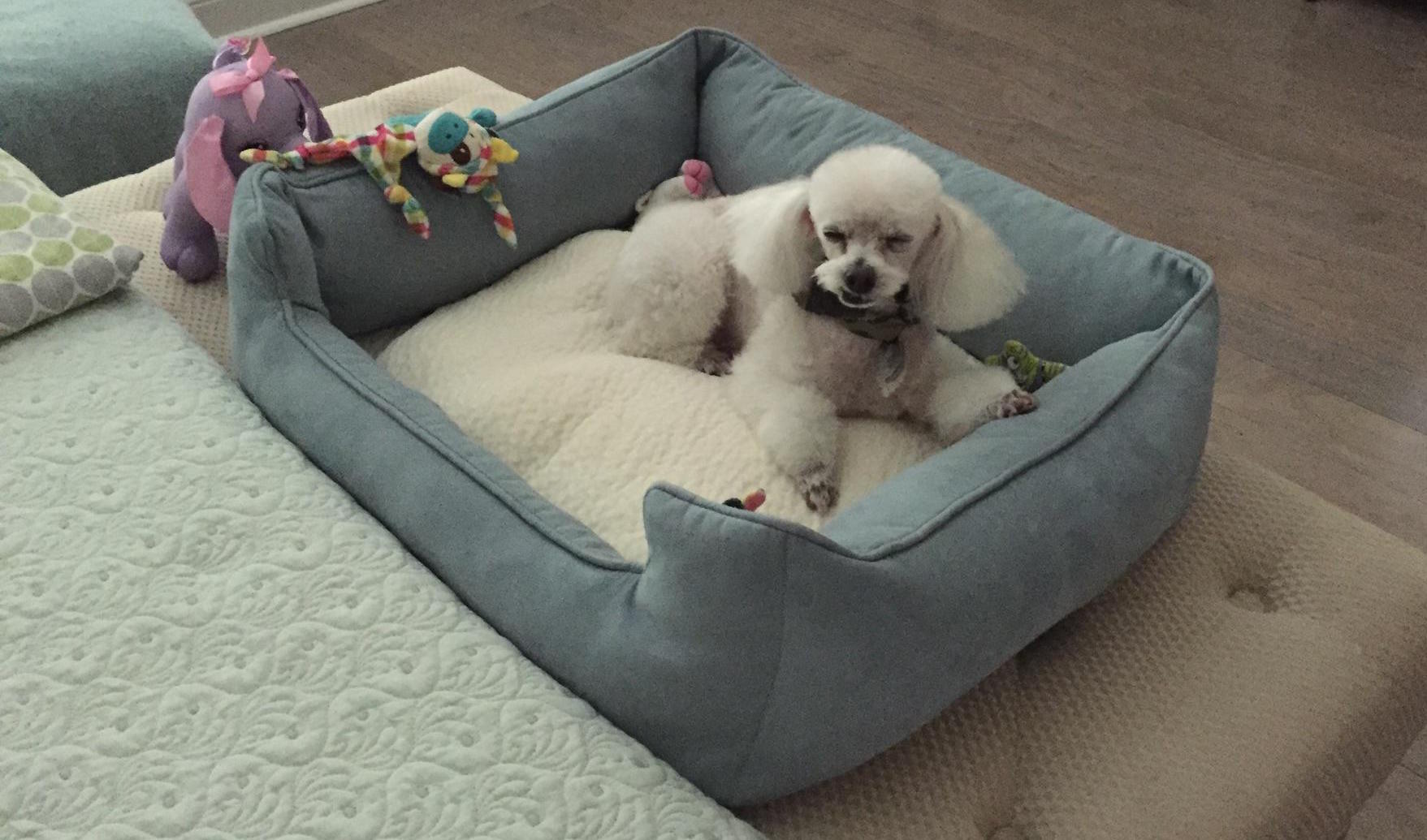 Prince Pierre. (Photo courtesy Jacqueline Fernandez)