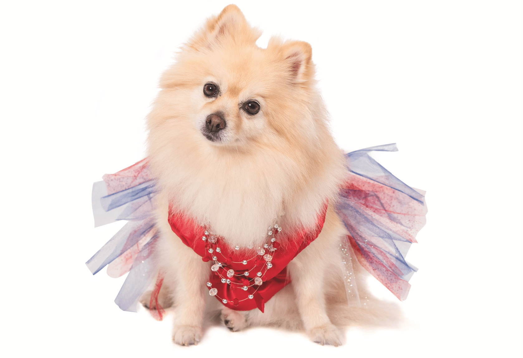 Pearl the Pomeranian. (Photo by Vasi Siedman/VissStudioFL.com)