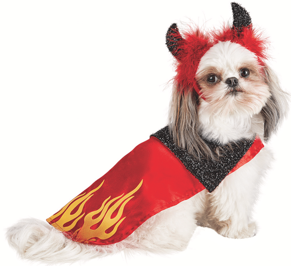 Is One of These Halloween Costumes for Dogs the Right Pick for Your Pup?