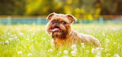 fun facts about dog breeds