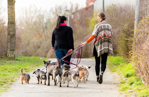 Pet sitters walking dogs