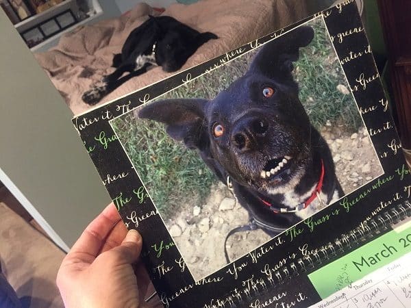 2017_dog_calendar_10