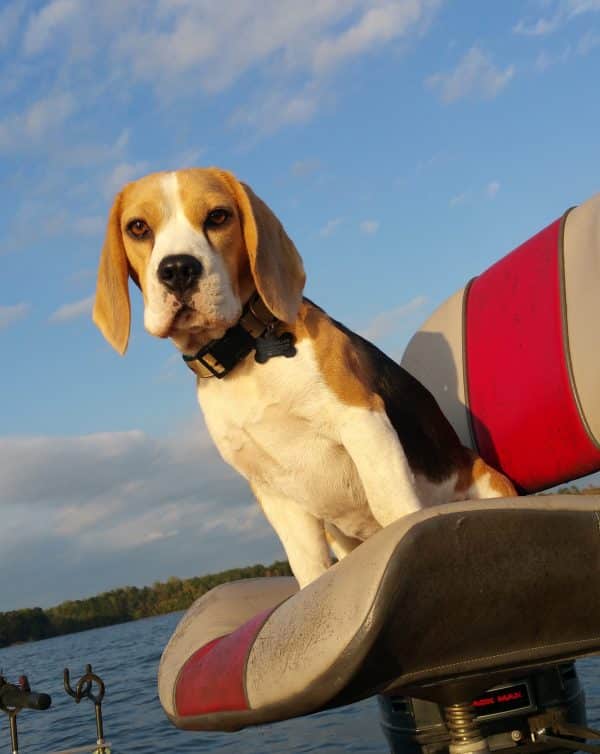 Beagle courtesy Cassie Miller