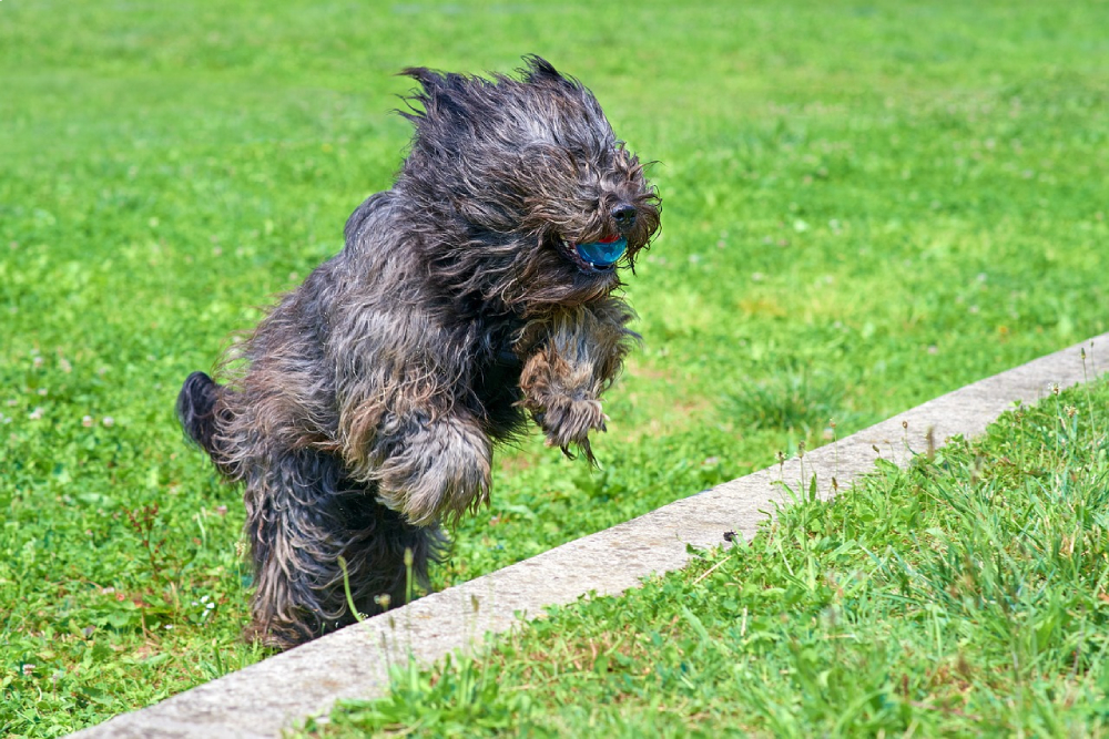 Bergamasco Shepherd dog playing outdoors