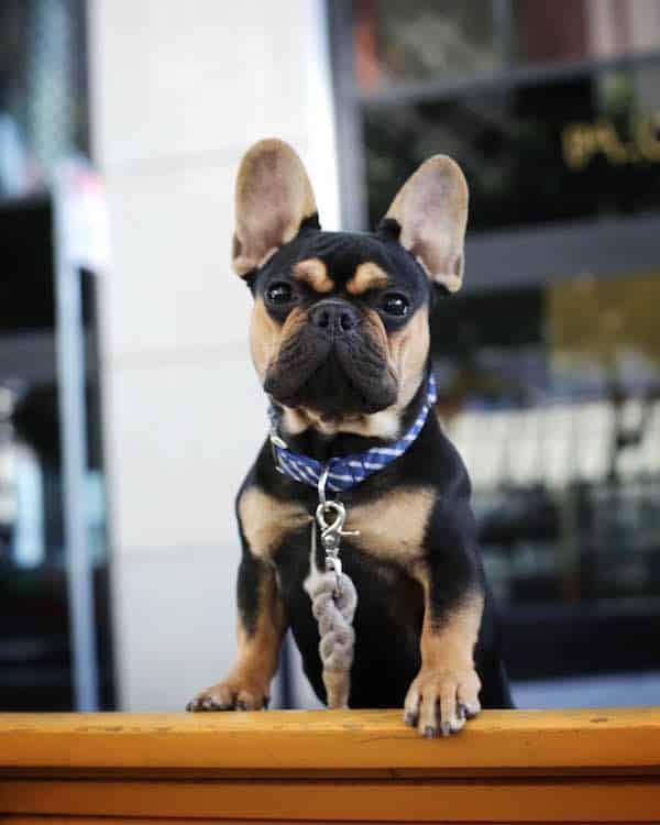 french bulldog and german shepherd