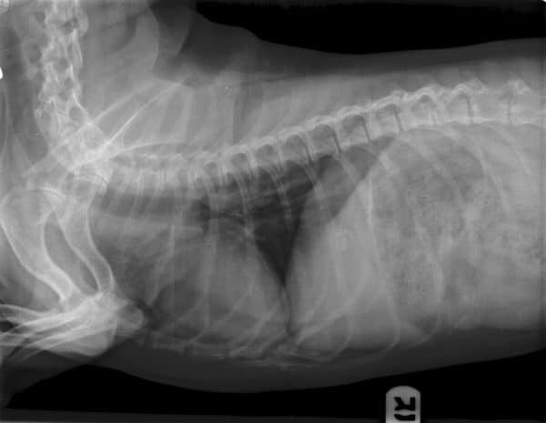 Harley's X-rays revealed why his joints were suddenly causing him so much pain. 