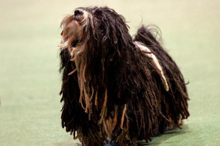 Dogs with Dreads A Survey of Mop Dog Breeds Dogster