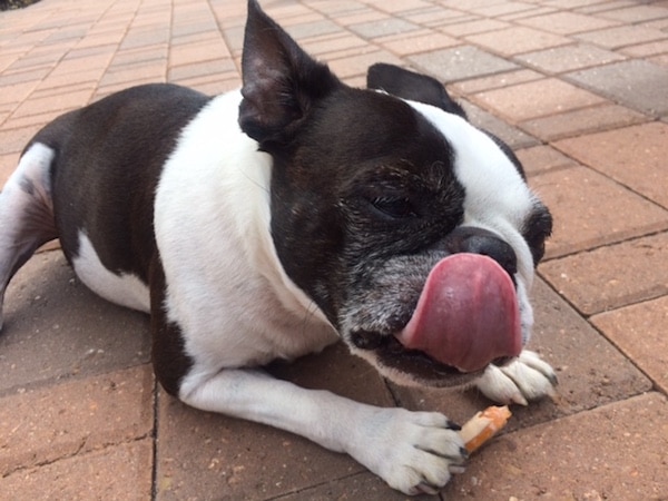 Tasty, says Spot.