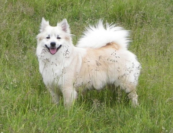 Icelandic Sheepdog