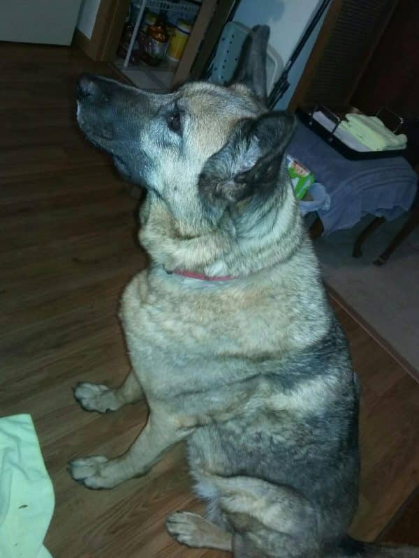 By Kat Merrill Lola finds it easy to wrap her grandfather around her paw. Could you say no to that face?