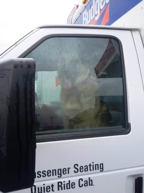 Lola and I moved a year ago to be closer to my dad. I think she wanted to drive the moving truck herself. (Photo by Kat Merrill)