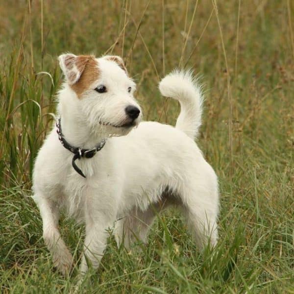 Parson Russell Terrier courtesy Amanda Labadie
