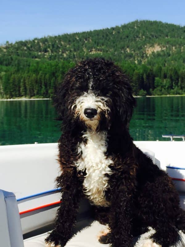 Spanish Water Dog, courtesy Spanish Water Dog Club of America