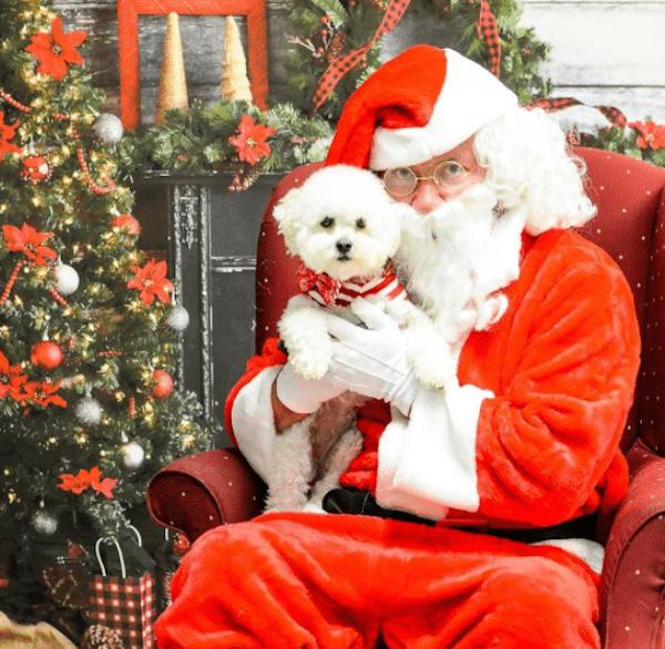 SantaBichon
