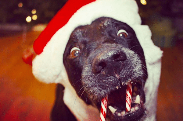 SantaCandyCane