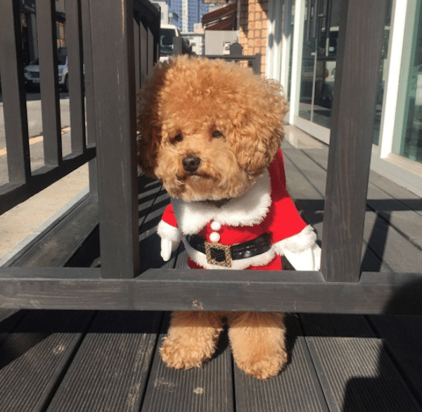 SantaHuck
