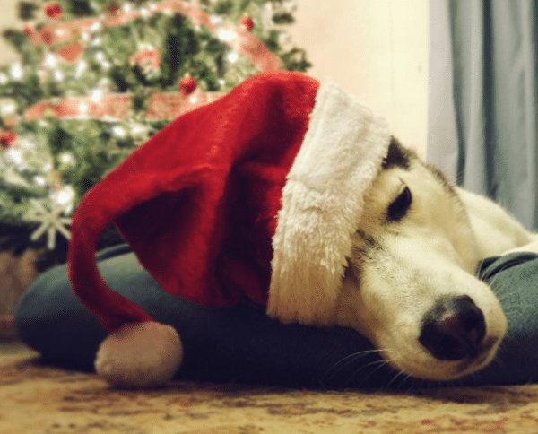 SantaNap