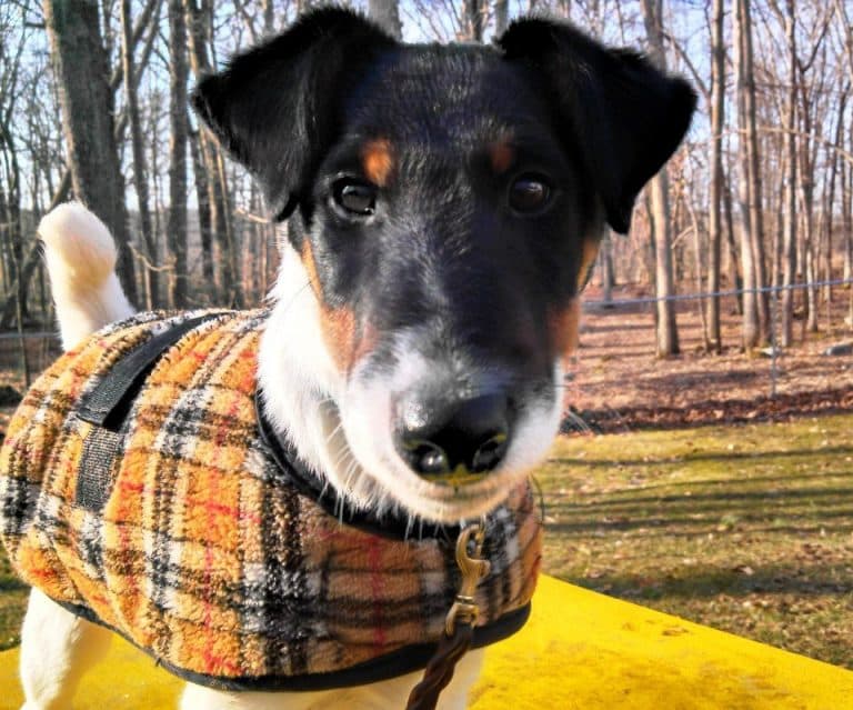 smooth fox terrier terrier