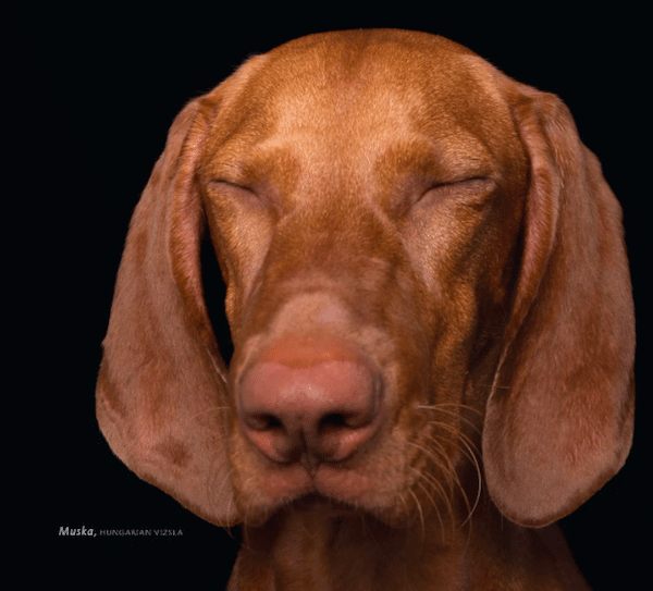 ZenDogs1