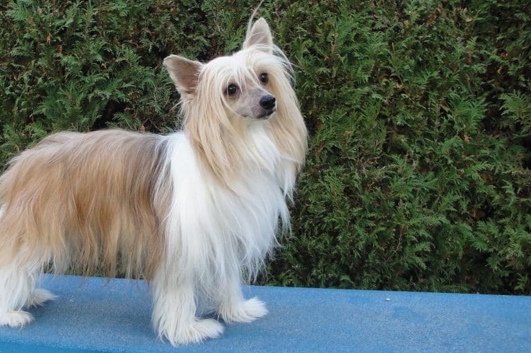 crested chinese hairless dog