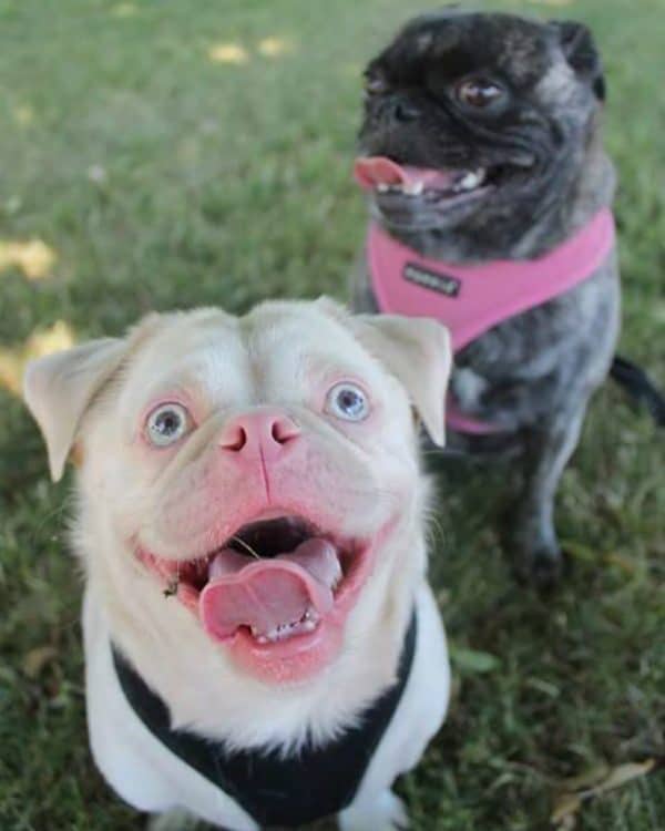 Cornelius and his BFF Bowie.