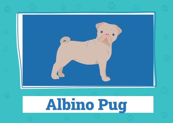 albino or leucistic pub custom image