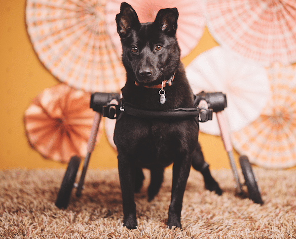 Faith. (Photo courtesy Family Dogs New Life Shelter)