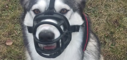 evil dog muzzle