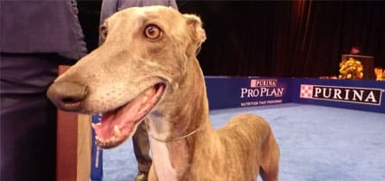National Dog Show Philadelphia Winner Greyhound Picture National Dog Show Philadelphia Winner Greyhound Picture