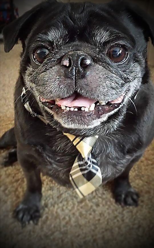 Karma is all smiles these days as he's back on his feet as a pampered Pug. (All photos courtesy Karma the Pug)