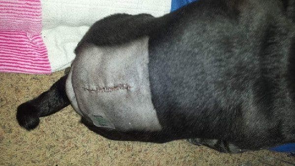 Karma's back surgery was successful and he is now walking. (All photos courtesy Karma the Pug)