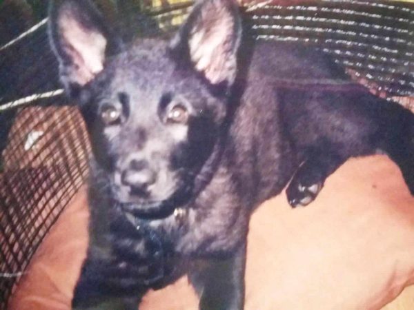 Pasha was the first German Shepherd I owned as an adult. I got her when she was just 6 1/2 weeks old, and she could fit on a bed pillow. (Photo by Kat Merrill)
