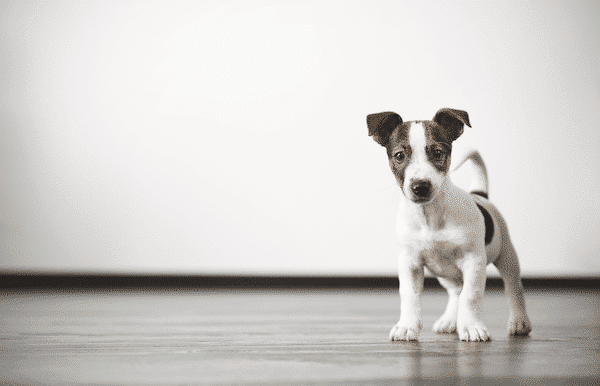 A puppy. Photography by Shutterstock.