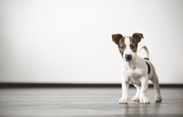 Puppy by Shutterstock.