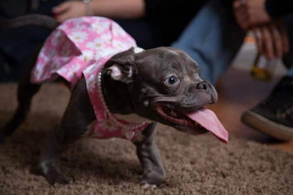 Sassy's body is smaller than the average Pit Bull, but she's got a fully grown tongue. (All photos courtesy Sassy The Small Wonder) 