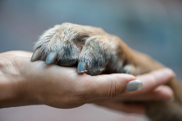 Hand and paw by Shutterstock.