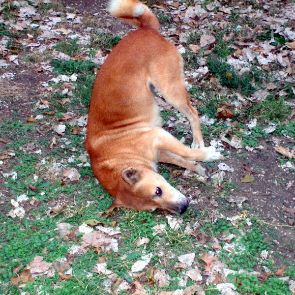 Live to Roll, Roll to Live Why Do Dogs Roll in Poop? Dogster