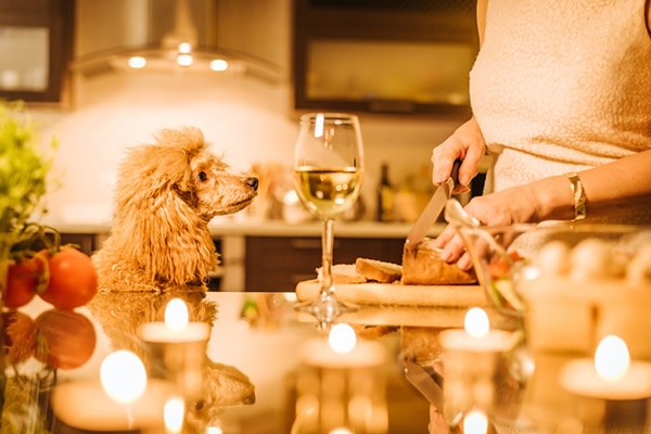 A dog begging for food at the holiday part table.