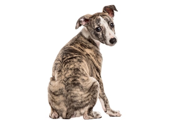 A merle coated dog looking back, showing his butt.